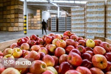 انباشت ٨٥٠ هزار تن سیب در سردخانه های آذربایجان غربی برای صادرات
