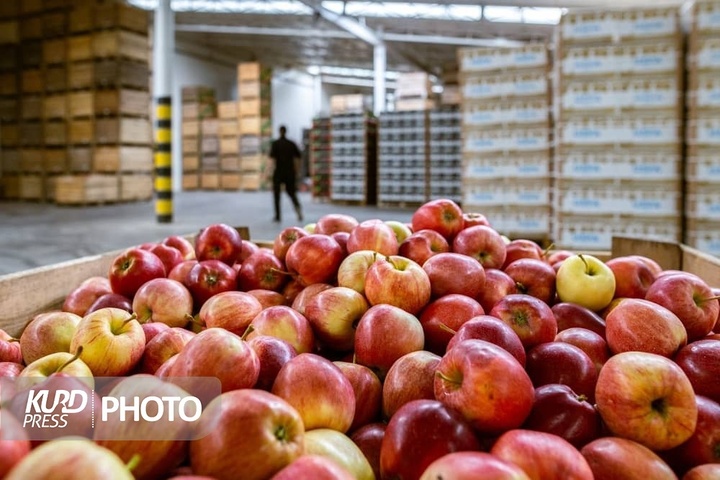  ٨٠٠ هزارتن سیب در سردخانه های آذربایجان غربی در انتظار صادرات