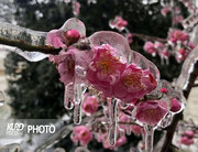 احتمال سرمازدگی درختان شکوفه دار در آذربایجان غربی