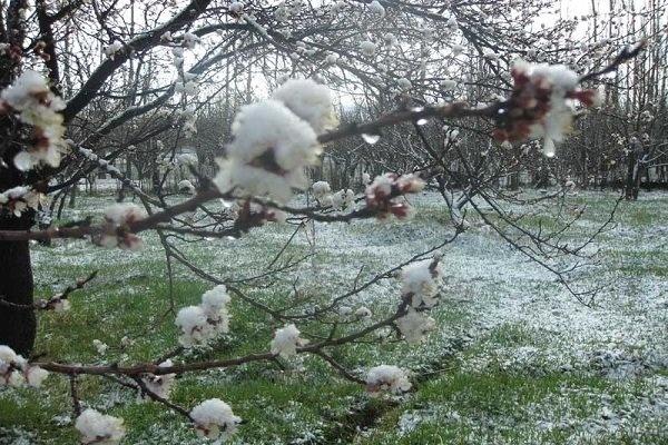 سرما و تگرگ ۲ همت به بخش کشاورزی کردستان خسارت زد