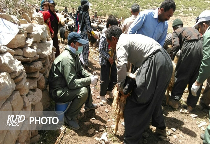 بیش از ۱۶ هزار راس دام در کردستان مایه کوبی شد