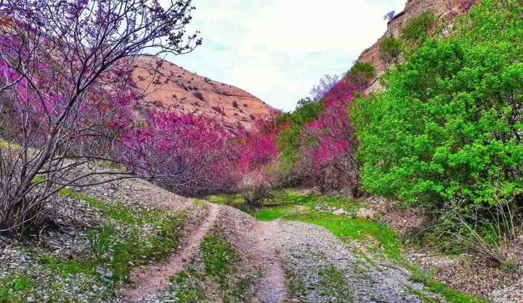 استان های کردنشین و رقابت آمارهای نوروزی