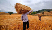 تعلل 5 ماهه در اعلام نرخ  گندم کشاورزان را دلسرد کرده است/ تسهیلات کشاورزان قطع یا محدود شد