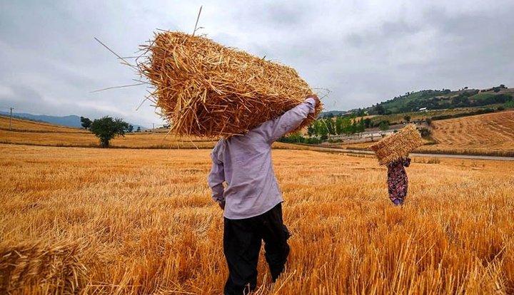 تعلل 5 ماهه در اعلام نرخ  گندم کشاورزان را دلسرد کرده است/ تسهیلات کشاورزان قطع یا محدود شد 