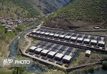 تولید سالانه ۵۵۷۷ تن آبزی در کردستان/سالانه ۶۰۰ تن به داخل و خارج کشور صادر می شود