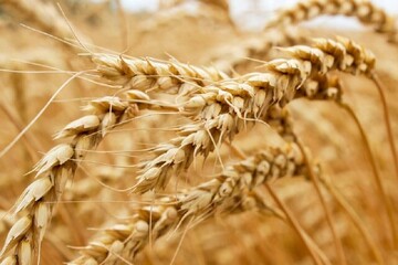 خریداری ۹۰هزار تن گندم در آذربایجان غربی