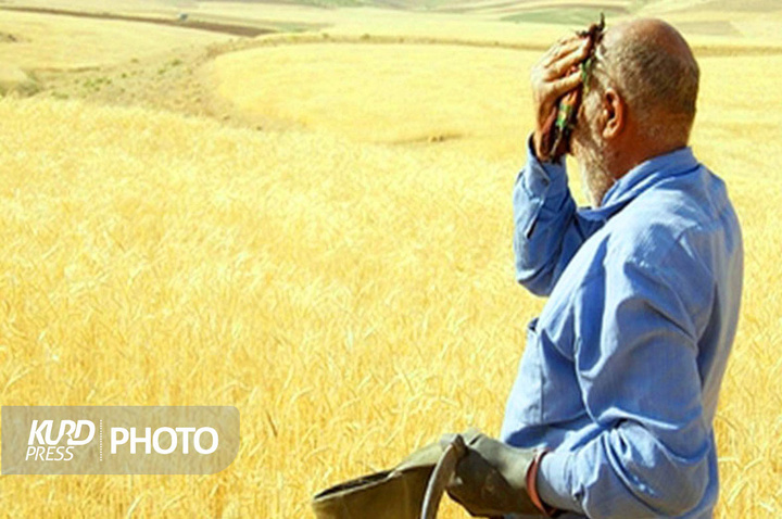 گندمکاران کردستانی چشم انتظار وعده مسئولان/تنها ۳ درصد بهای گندم خریداری شده پرداخت شد