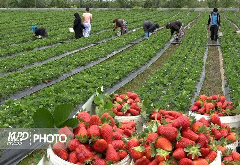 سود توت فرنگی کردستان در جیب دلالان/۶۲ درصد توت فرنگی کشور در کردستان تولید می شود