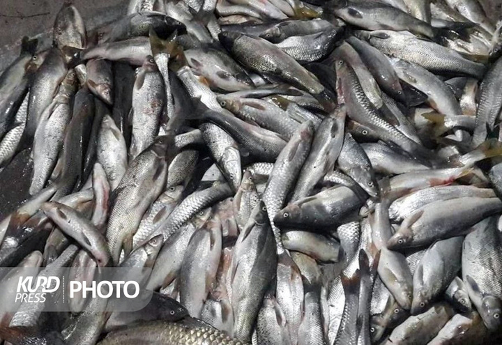 کشف بیش از ۳ تُن ماهی فاسد در کردستان