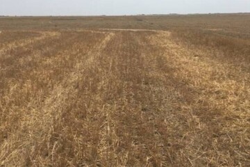  خشکسالی دامان مزارع گندم دیم آذربایجان غربی را گرفت