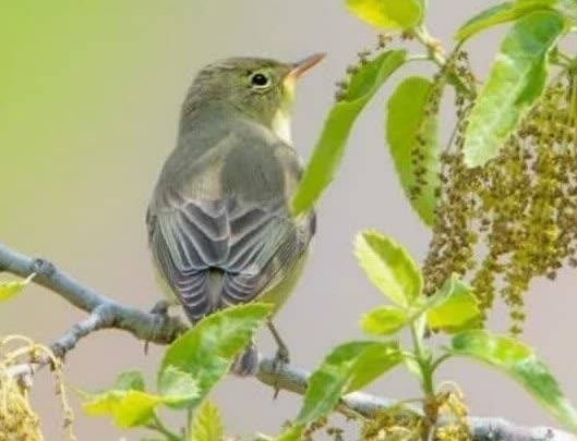 پرنده سسک درختی لیمویی برای اولین بار در کردستان مشاهده شد