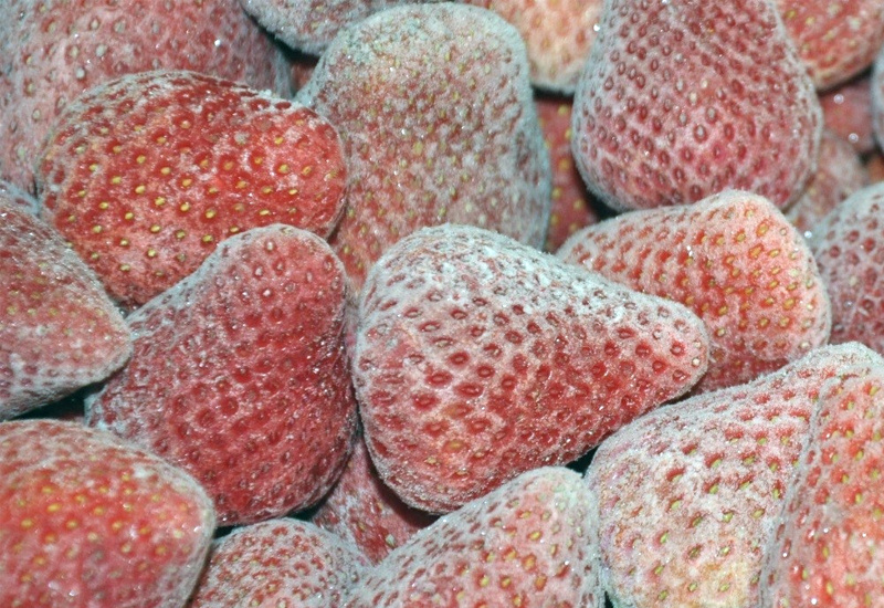 طعم شیرین توت فرنگی کردستان و وکامِ تلخ کشاورزان