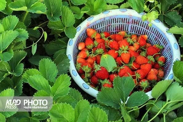 سود توت فرنگی کردستان در جیب دلالان/۶۲ درصد توت فرنگی کشور در کردستان تولید می شود