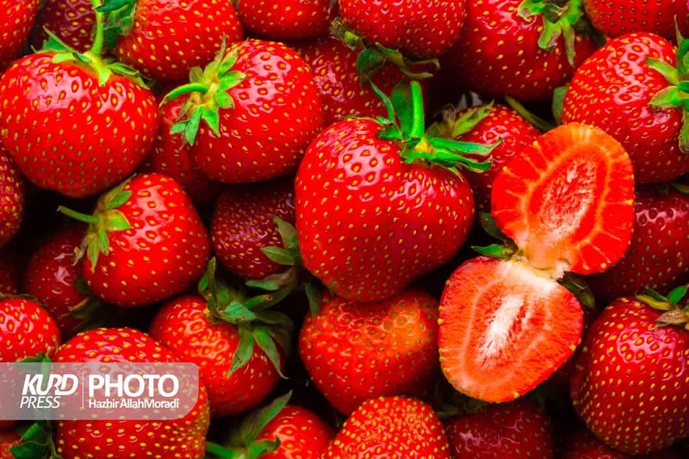 طعم شیرین توت فرنگی کردستان و وکامِ تلخ کشاورزان