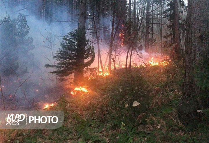 آتش سوزی در عرصه های طبیعی کشور ۱۳۵ درصد افزایش یافت