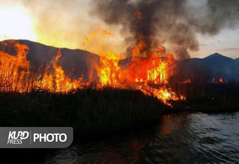 سوزاندن جنگل تا به کی؟ / محمود رستمی تبار