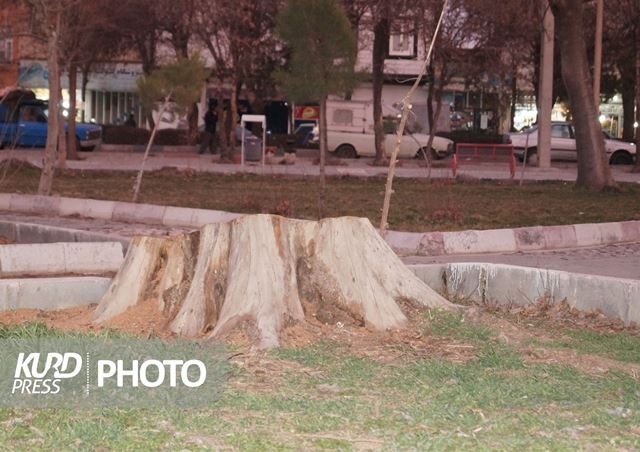 فضای سبز قروه در آغوش مرگ