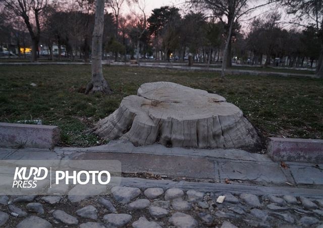 فضای سبز قروه در آغوش مرگ