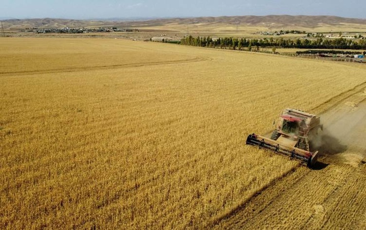 عراق بیش از نیمی از گندم کشاورزان اقلیم کردستان را تحویل نمی‌گیرد