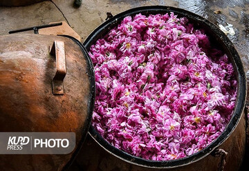 جشنواره گلاب گیری بانه در تقویم ملی کشور ثبت شد