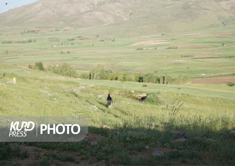 پایش آنلاین بدر و پریشان قروه/لزوم جذب نیروی محیط بان