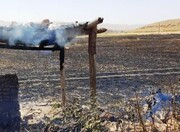 مزارع گندم  گیلانغرب در آتش سوخت