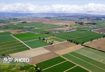   ۹۸ درصد طرح پایداری تولید در دیمزارهای کردستان اجرا شد