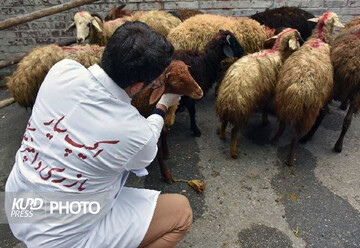 ۶۶ تیم دامپزشکی بر ذبح دام قربانی در کردستان نظارت می کنند