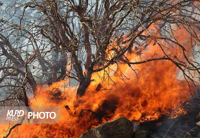جنگل ها و مراتع کردستان ۶۵ بار آتش گرفت
