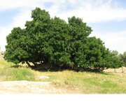 ساماندهی درختان چند صد ساله توت در مهاباد