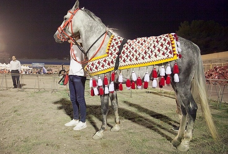 ۱۰۰ ئەسپی کورد لە فێستیڤاڵی نێودەوڵەتیی ئەسپی کورد لە کرماشان پێشان دران