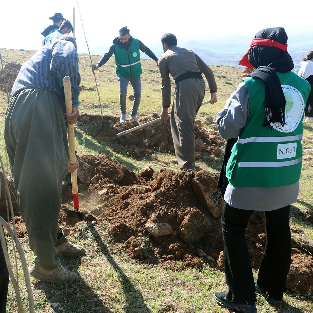 کاشت ۵۰۰ هزار اصله نهال در کردستان شروع شد
