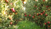 الگوی کشت ٢٨هزار هکتار باغ سیب در آذربایجان غربی باید تغییر کند