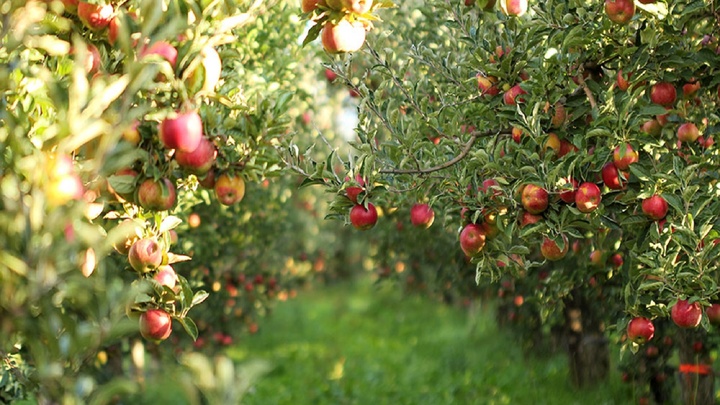  گردو و پسته جایگزین باغات سیب آذربایجان غربی می شوند