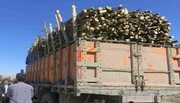 کشف 10 تن چوب قاچاق در کنگاور