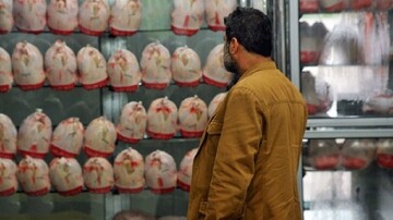 کمبود نهاده های دامی از دلایل اصلی افزایش قیمت مرغ است
