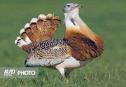 نجات پرنده نادر میش مرغ از طریق همکاری های بین المللی