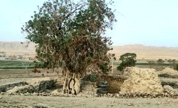 درخت کهنسال آتشکده خالو خالو ثبت ملی می‌شود

