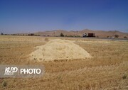 میزان گندم مازاد بر نیاز کشاورزان کردستانی به ۱۰۷ هزار تن رسید