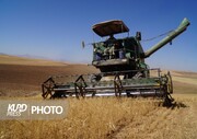 برداشت گندم در مزارع کردستان آغاز شد