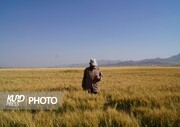 تهدید امنیت غذایی مردم و فشار بر کشاورزان با کاهش قیمت گندم/منصور اولی 