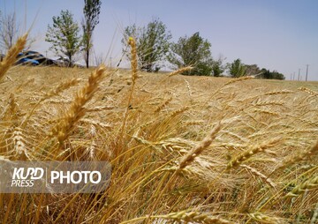 مبارزه با آفت سن مضر غلات در ۳۲۳ هزار هکتار از مزارع کردستان انجام شد