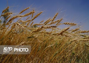  آذربایجان غربی رکورد زد/میزان تولید گندم از میانگین کشوری بالاتر رفت