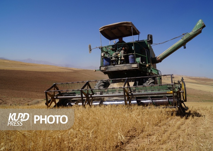 برداشت گندم در مزارع کردستان آغاز شد