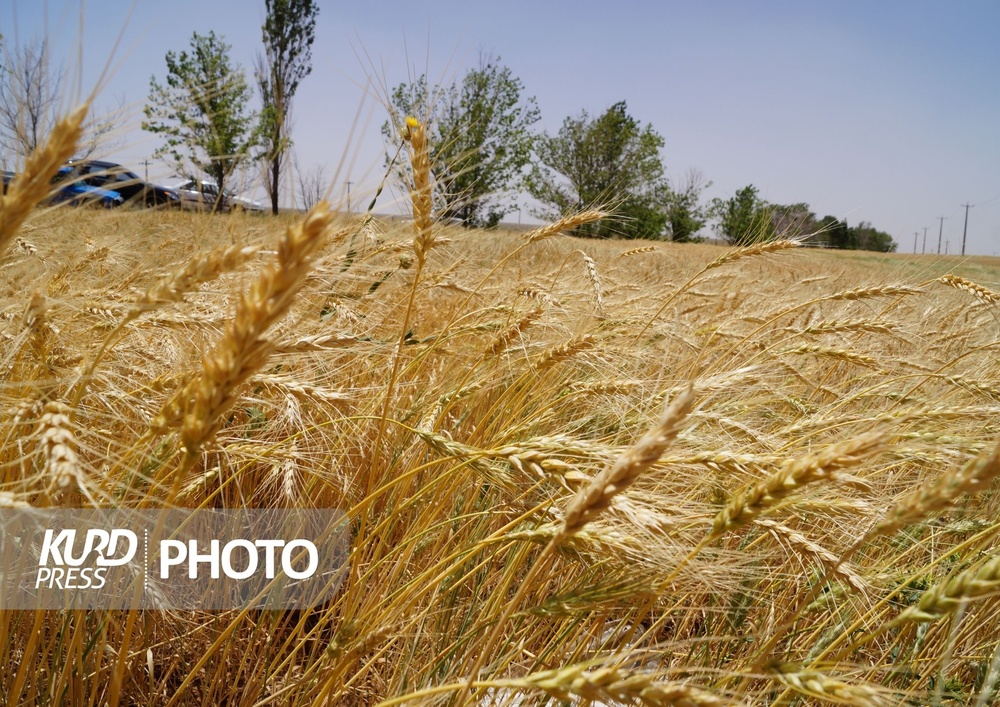 وعده پشت وعده/پول گندمکاران کردستانی باز هم پرداخت نشد