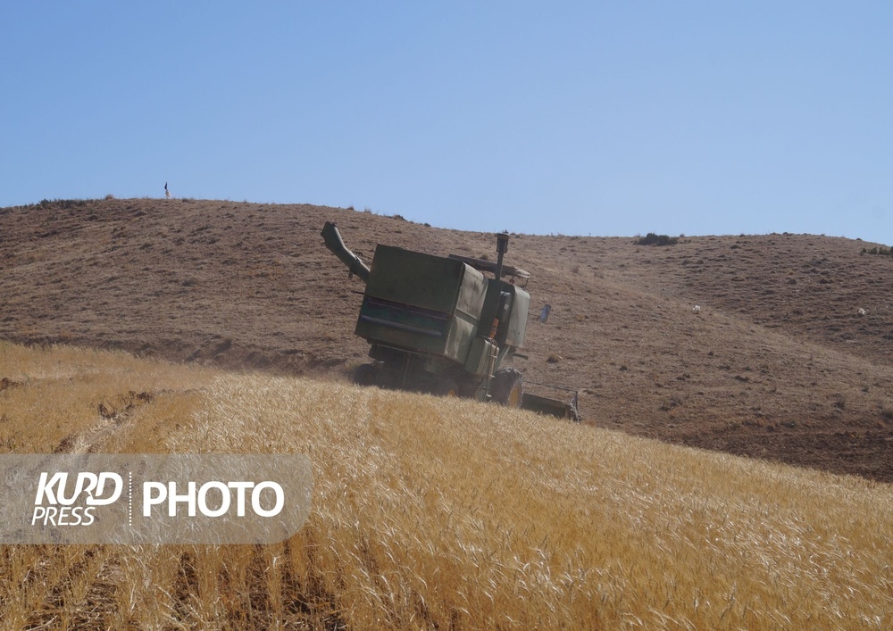 طعم تلخ وعده سرخرمن