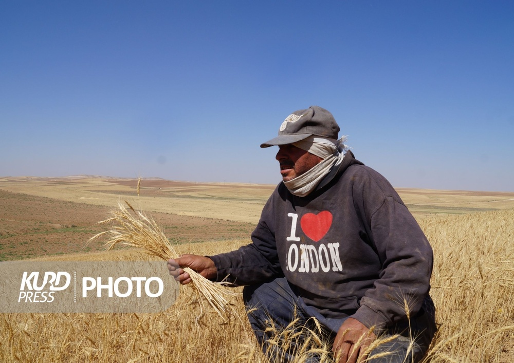 طعم تلخ وعده سرخرمن