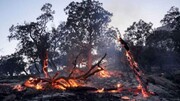 آتش بیش از ۷۰ اصله درخت در بوکان را سوزاند