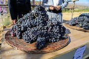 سومین جشنواره انگور سیاه سردشت برگزار می شود