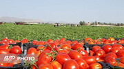 سال کم آبی و حواشی افزایش کشت گوجه فرنگی در آذربایجان غربی